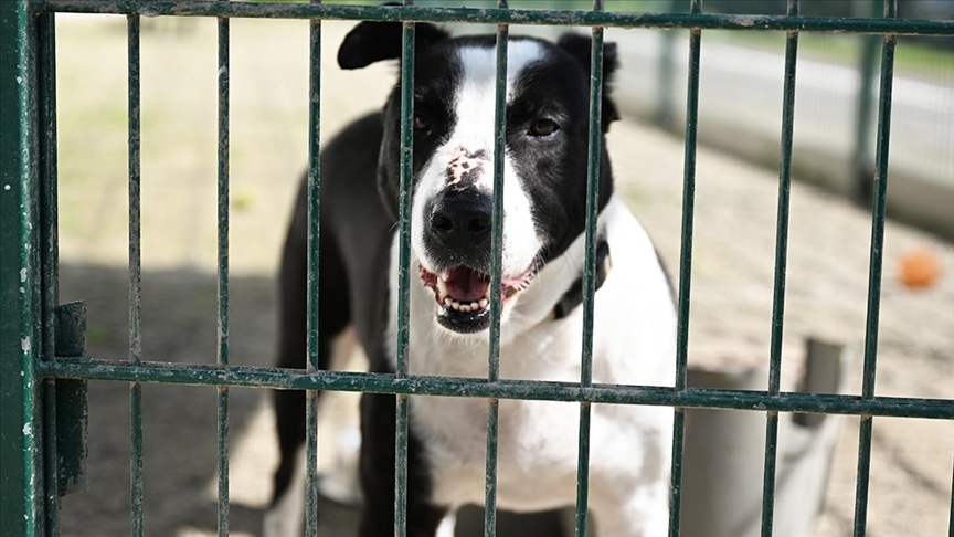 Avusturya’da kadını ağır yaralayan köpeği polis silahla vurarak öldürdü